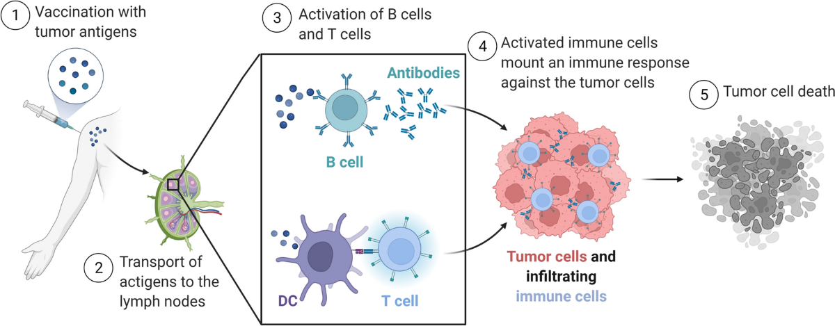 Cancer vaccines: past, present and future; a review article | Discover Oncology