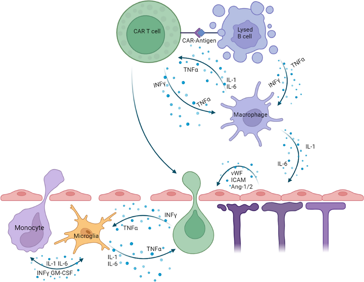 Cancer Immunotherapy | Concise Medical Knowledge, image size:1200x932