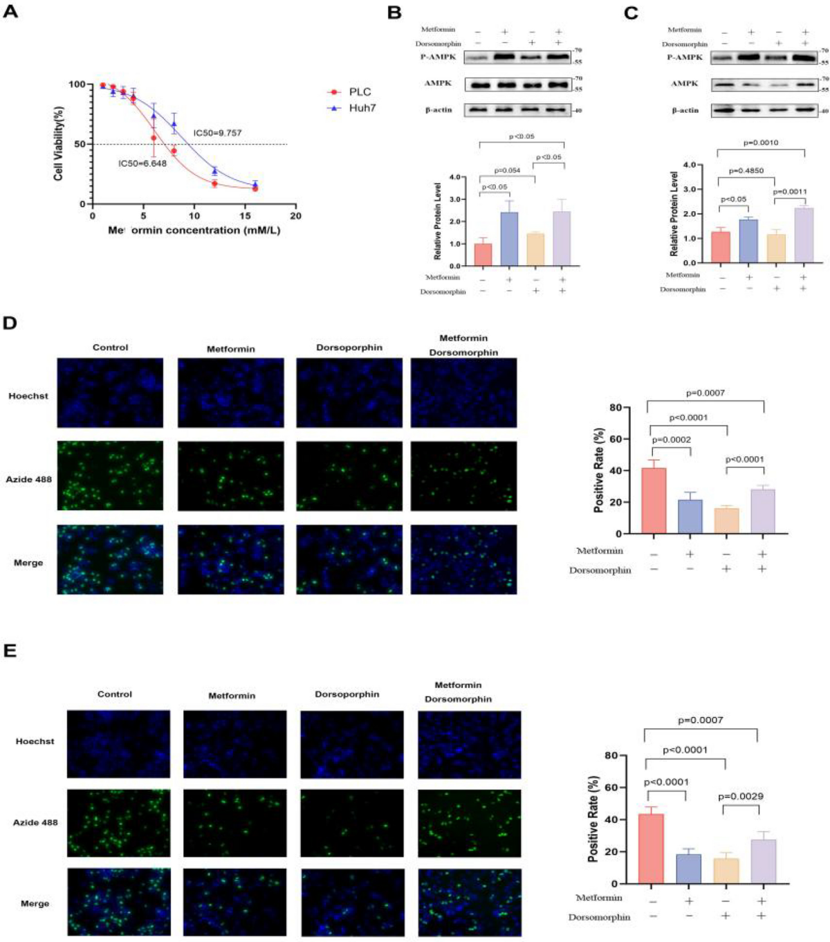 Association of metformin with risk of digestive tract cancers from a drug  target mendelian randomization and cell experiments | Discover Oncology