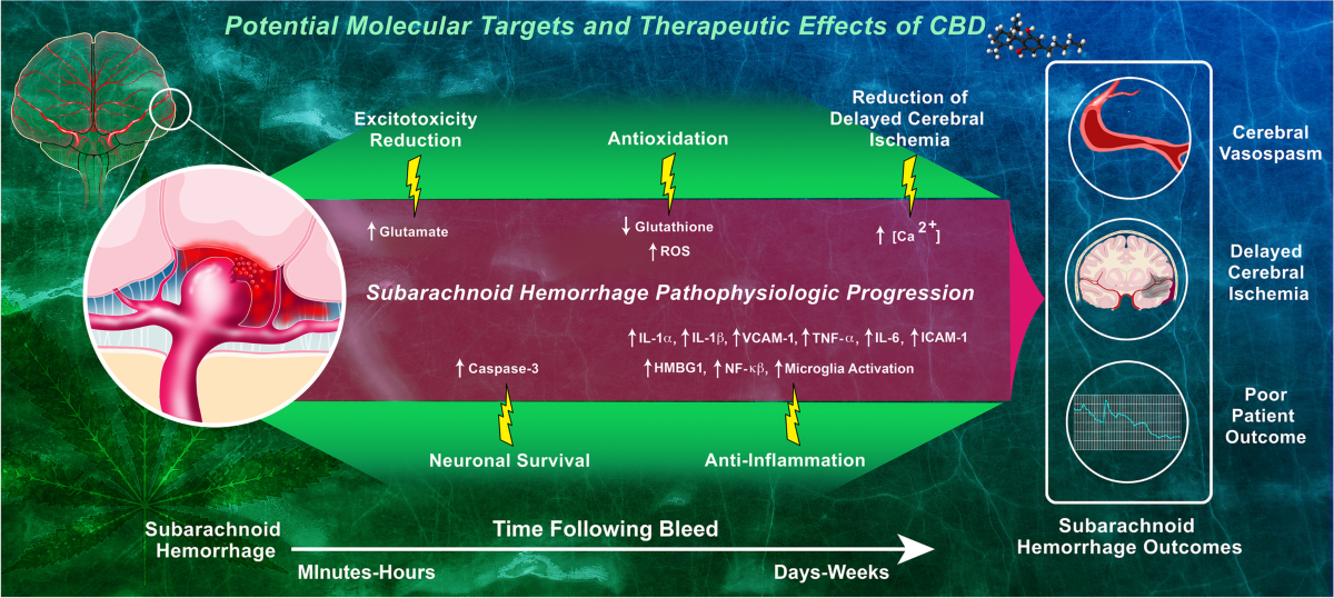 glutathione brain aneurysm Cannabidiol's Multifactorial Mechanisms Has Therapeutic Potential for Aneurysmal Subarachnoid Hemorrhage: a Review | Translational Stroke Research Magnesium Chloride Vitamins Injections MASK:10 PACK pomegranate vitamin collagen
