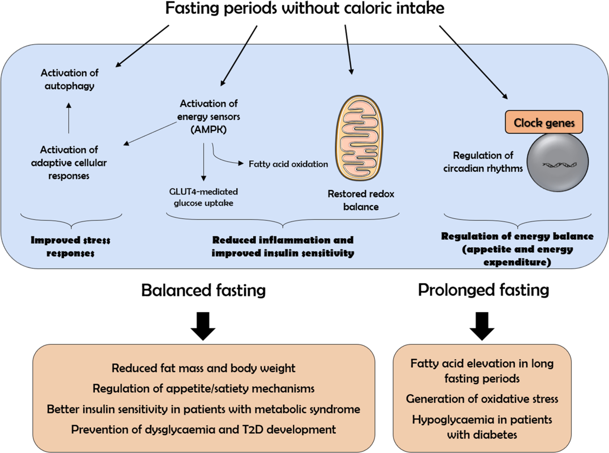 Benefits, mechanisms, and risks of intermittent fasting in ...