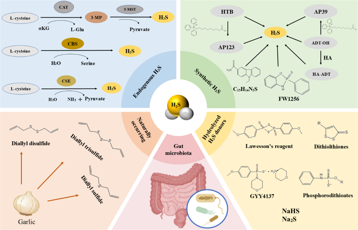 immunomodulatory effects of glutathione garlic derivatives and hydrogen sulfide The potential role sulfide-autophagy axis in diseases | Journal of Physiology Biochemistry Size:90g BIOCYTE GLUTATHION LIPOSO GELUL Apple Cider Vinegar