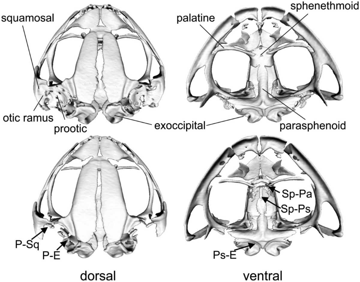 Differentiation of skull morphology and cranial kinesis in common toads |  Organisms Diversity \u0026 Evolution, image size:1200x939