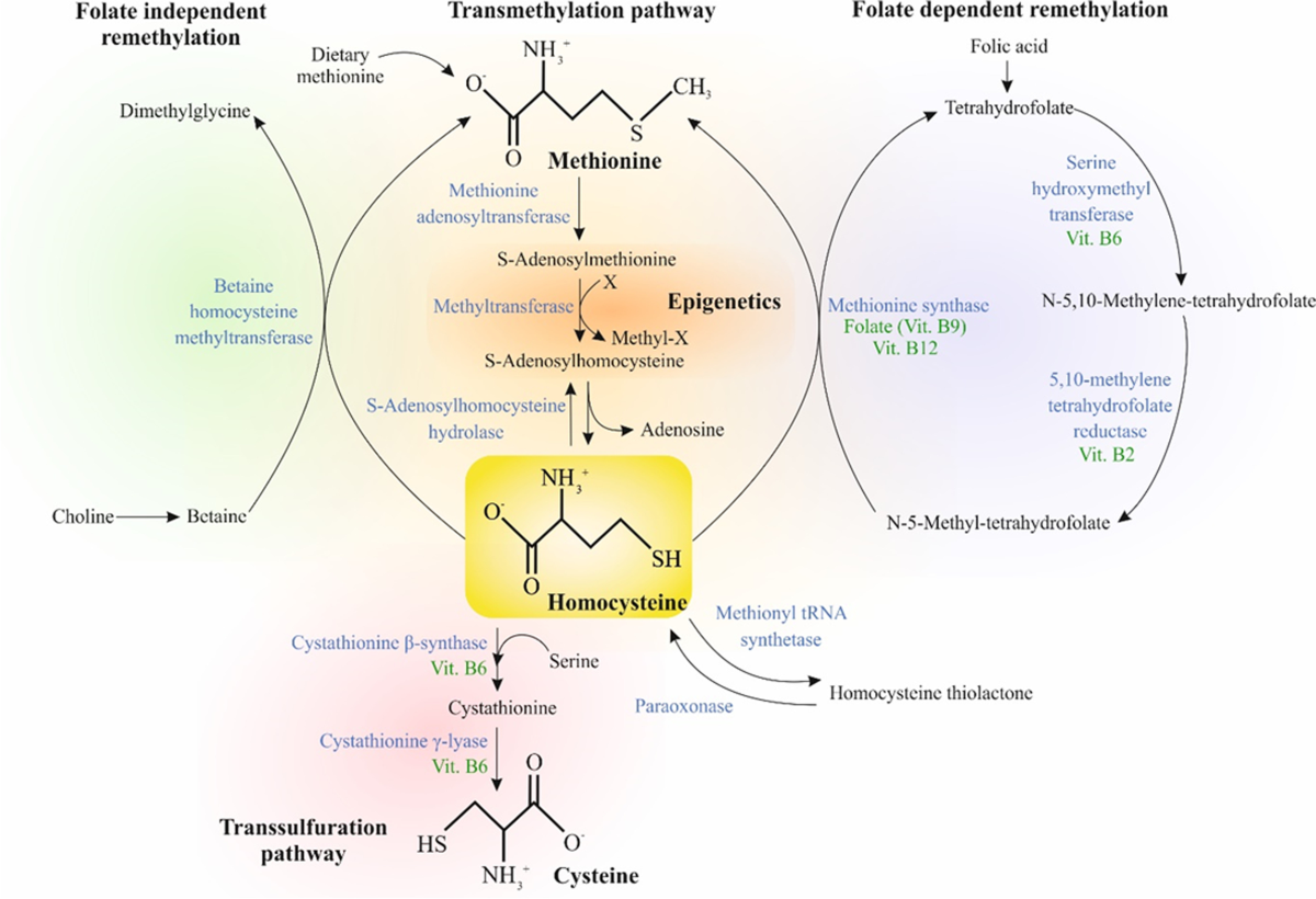 glutathione supplements lower dopamine levels Natural variation in age-related dopamine neuron degeneration is glutathione  dependent and linked to life span