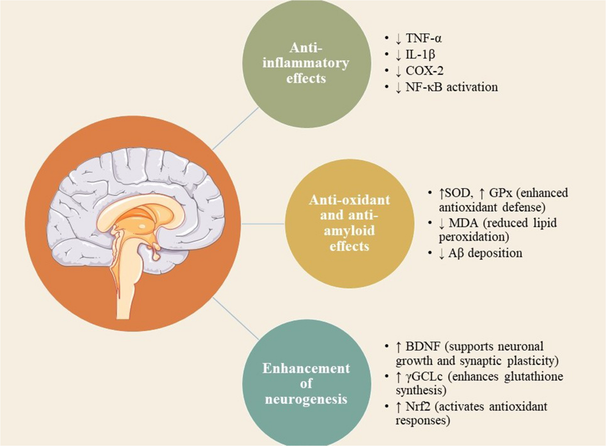 are there any side effects of glutathione tablets Taking Glutathione Supplement? Here's What To Avoid – Cellular Prime are there any side effects of glutathione tablets Taking Glutathione Supplement? Here's What To Avoid – Cellular Prime