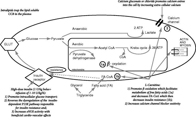 l-carnitine and metformin together How L-Carnitine Supports Fat Metabolism in PCOS - Oana main image 1