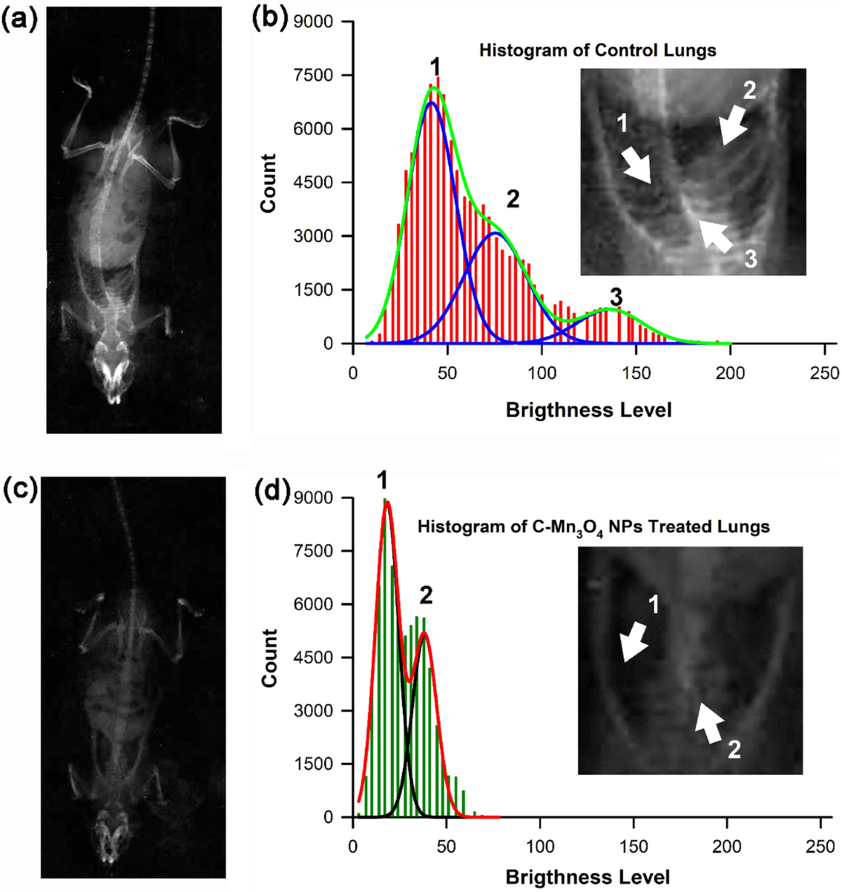 Organ-specific therapeutic nanoparticles generates radiolucent reactive  species for potential nanotheranostics using conventional X-ray technique  in mammals | Applied Nanoscience