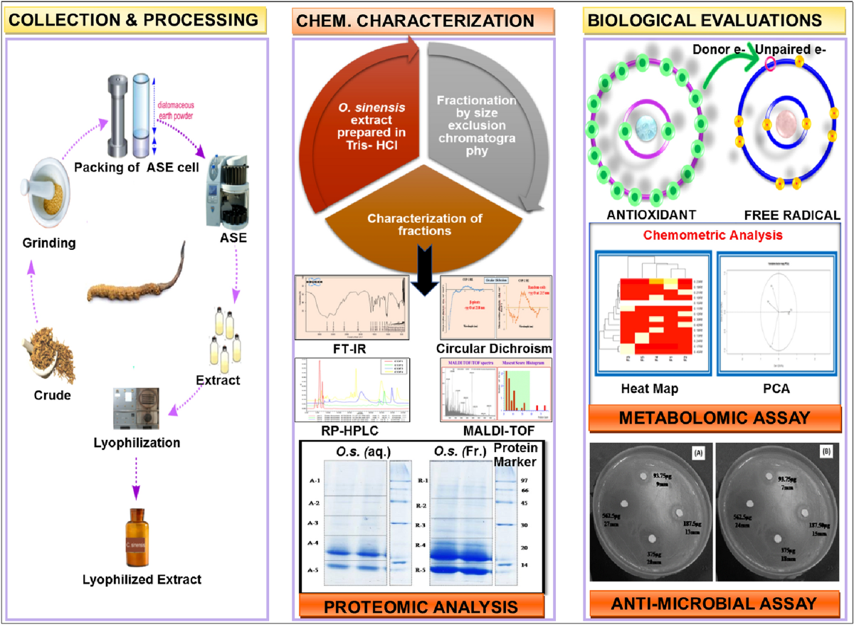 Novel formulation development from Ophiocordyceps sinensis (Berk.) for  management of high-altitude maladies | 3 Biotech