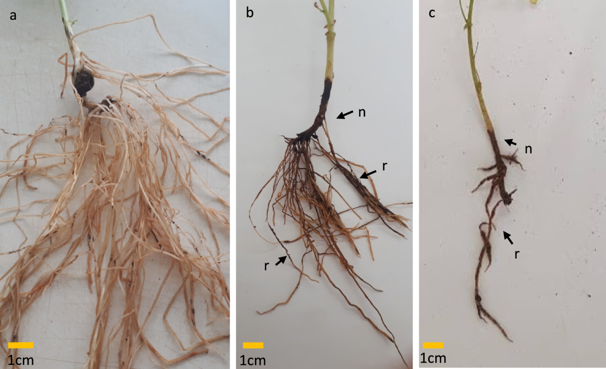 In vitro and in vivo study of the antagonistic effects of a Trichoderma  strain against four isolates of Fusarium that are pathogenic to chickpea |  3 Biotech | Springer Nature Link