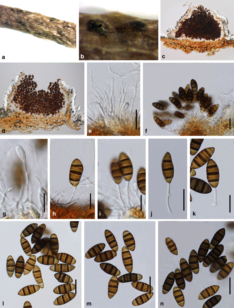 atk hairy honey-002 Towards unraveling relationships in Xylariomycetidae (Sordariomycetes) |  Fungal Diversity