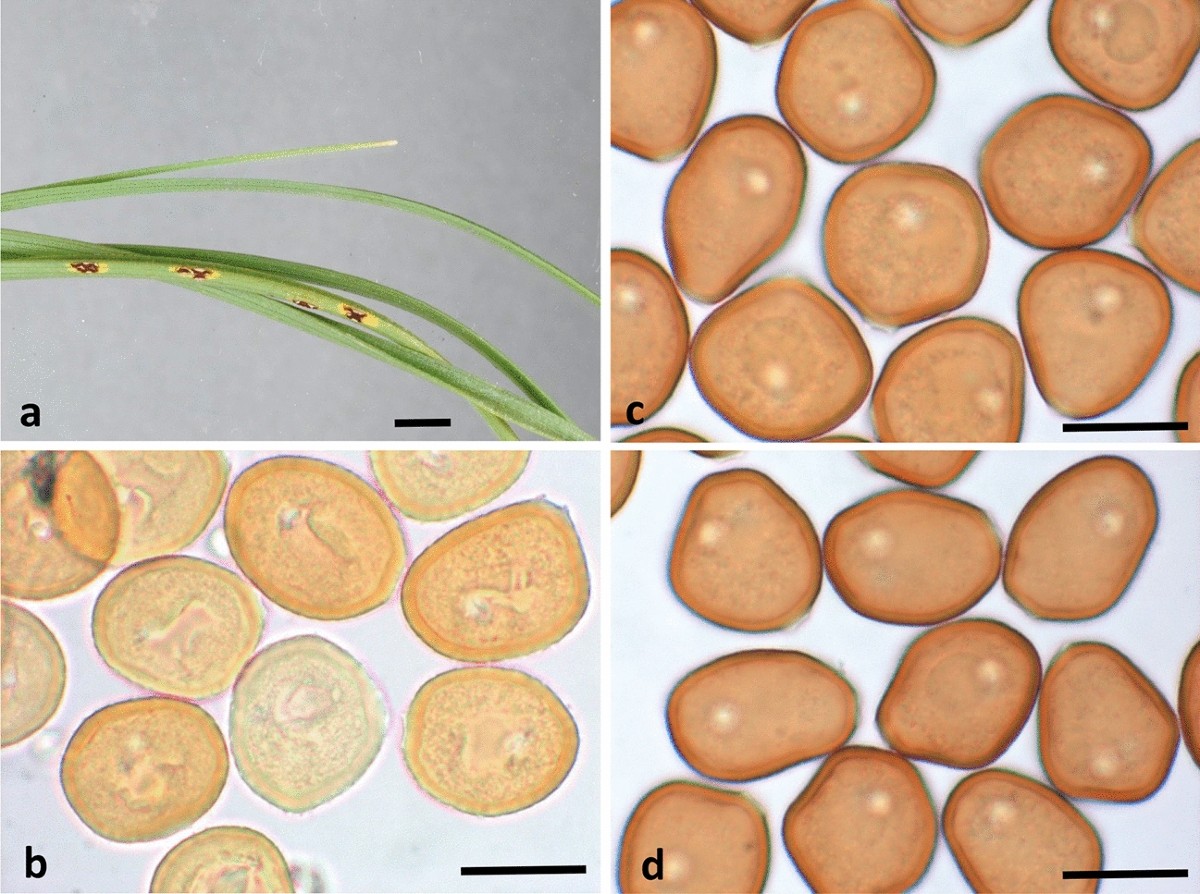 The numbers of fungi: are the most speciose genera truly diverse? | Fungal  Diversity