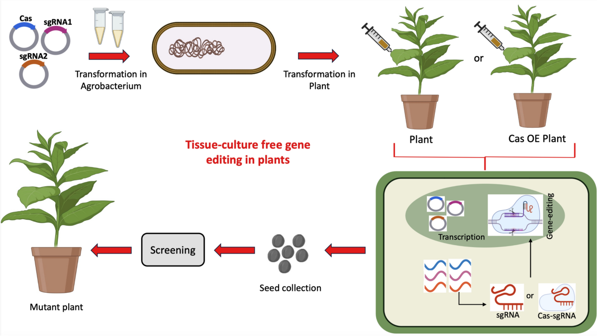 Tissue-culture free gene editing in plants using virus-induced gene editing:  a brief overview | The Nucleus | Springer Nature Link