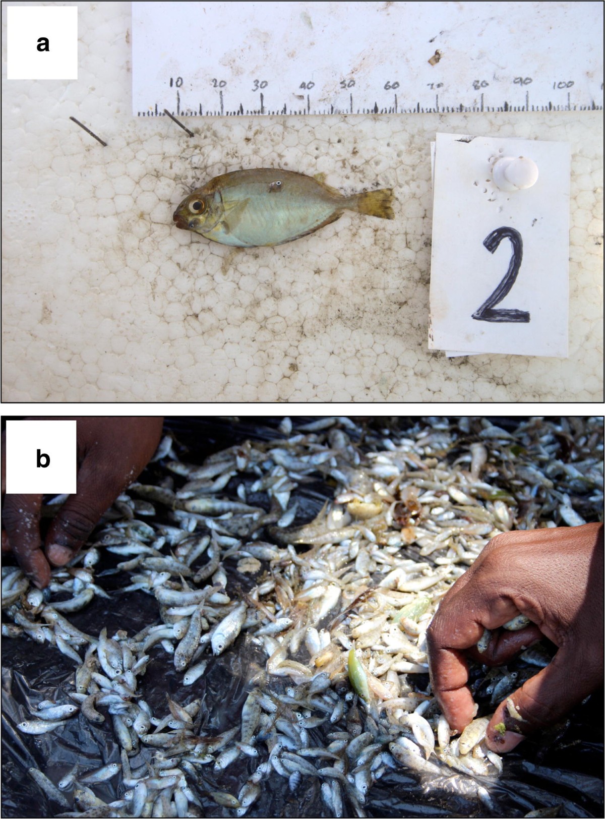 MosquitoMukt India Importance Of Mosquito Netting And Bed Nets cocogarage.jp
