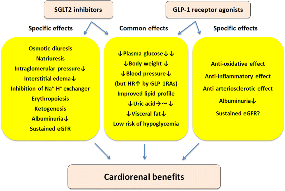 glp-1 inhibitors Cardiorenal Protection: Potential of SGLT2 Inhibitors and GLP-1 Receptor  Agonists in the Treatment of Type 2 Diabetes | Diabetes Therapy