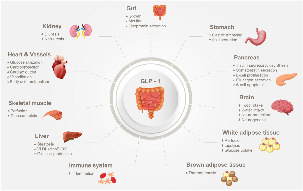 glp 1 safe for kidneys Glucagon-Like Peptide-1 Receptor Agonist Use in People Living with Type 2  Diabetes Mellitus and Chronic Kidney Disease: A Narrative Review of the Key  Evidence with Practical Considerations | Diabetes Therapy