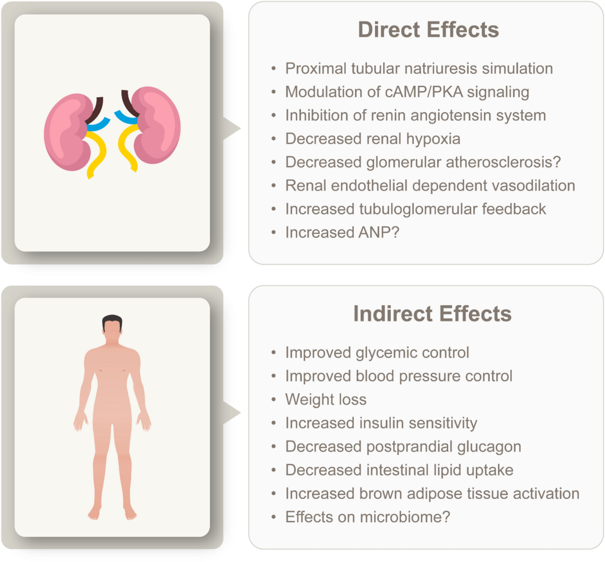 is glp 1 safe for kidneys Glucagon-Like Peptide-1 Receptor Agonist Use in People Living with Type 2  Diabetes Mellitus and Chronic Kidney Disease: A Narrative Review of the Key  Evidence with Practical Considerations | Diabetes Therapy