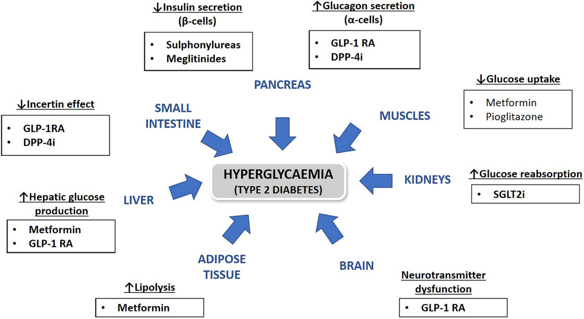glp 1 mechanism of action The Cardiovascular Biology of Glucagon-like Peptide-1: Cell Metabolism