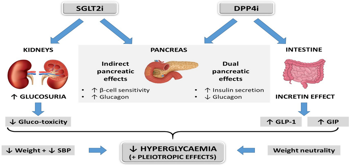 dpp4 and glp-1 combination Expert Opinion: Optimum Clinical Approach to Combination-Use of SGLT2i +  DPP4i in the Indian Diabetes Setting | Diabetes Therapy