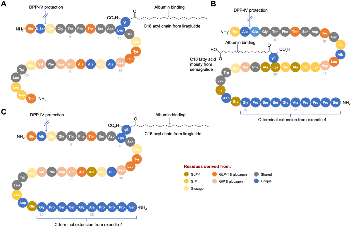 retatrutide amino acid sequence Dual and Triple Incretin-Based Co-agonists: Novel Therapeutics for Obesity  and Diabetes | Diabetes Therapy
