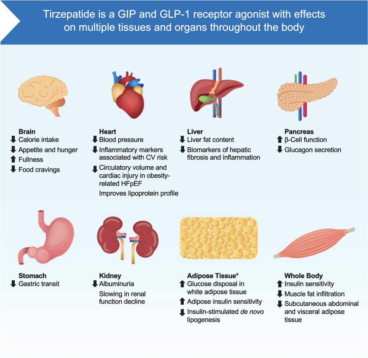 does tirzepatide make you poop more 20 Possible Tirzepatide Side Effects Long-Term to Be Aware Of