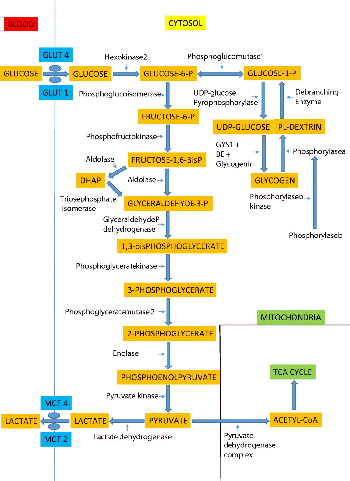 PCK1-mediated glycogenolysis facilitates ROS clearance and chemotherapy  resistance in cervical cancer stem cells | Scientific Reports, image size:1200x1651