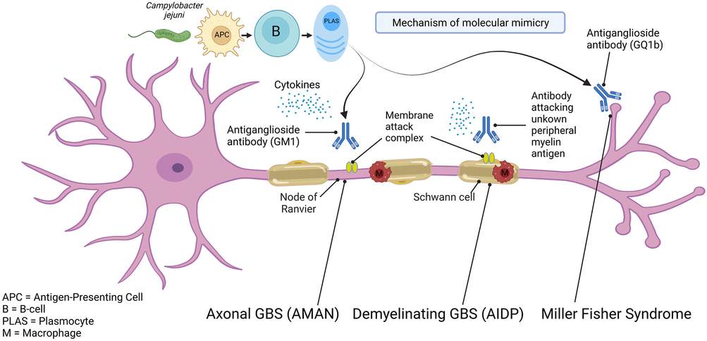 what are the benefits of glutathione in the body Glutathione IM