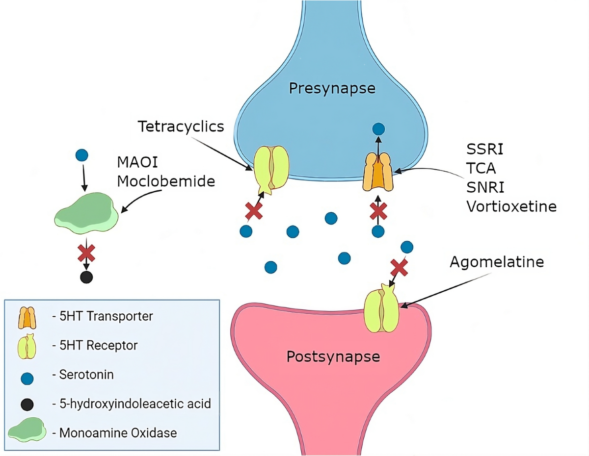 An Exploration of the Interplay Between Caffeine and Antidepressants  Through the Lens of Pharmacokinetics and Pharmacodynamics | European  Journal of Drug Metabolism and Pharmacokinetics