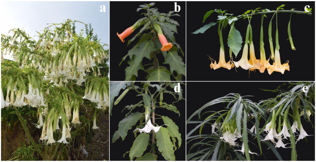 Infection by colombian datura virus induces leaf deformation associated  with Indigenous selection of angel's trumpet (Brugmansia spp.) |  VirusDisease
