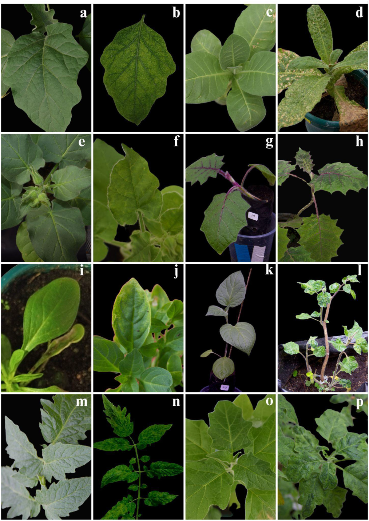 tobacco mosaic virus brugmansia Infection by colombian datura virus induces leaf deformation associated  with Indigenous selection of angel's trumpet (Brugmansia spp.) |  VirusDisease
