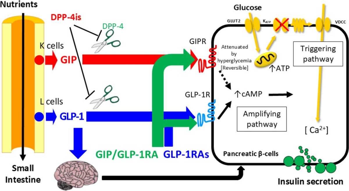 does glp 1 affect sleep GLP-1 For Sleep Apnea