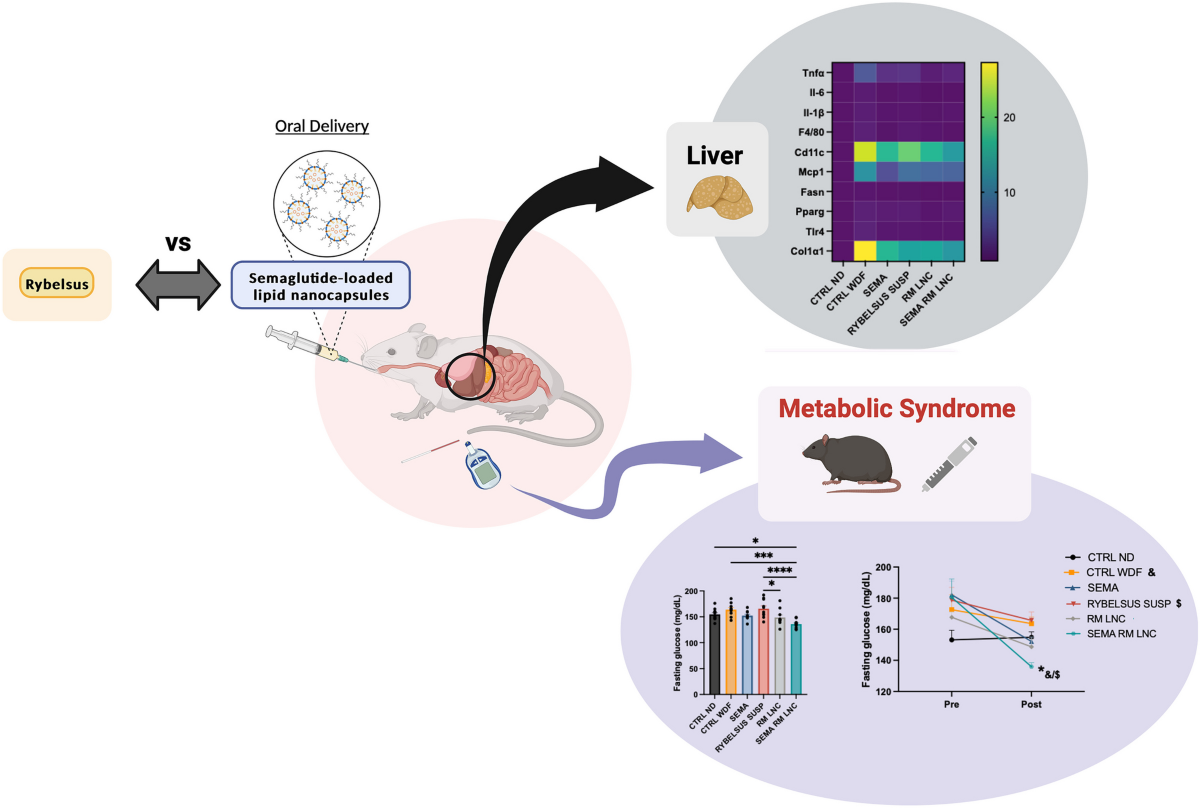 oral semaglutide in nash Effects of semaglutide-loaded lipid nanocapsules on metabolic  dysfunction-associated steatotic liver disease | Drug Delivery and  Translational Research
