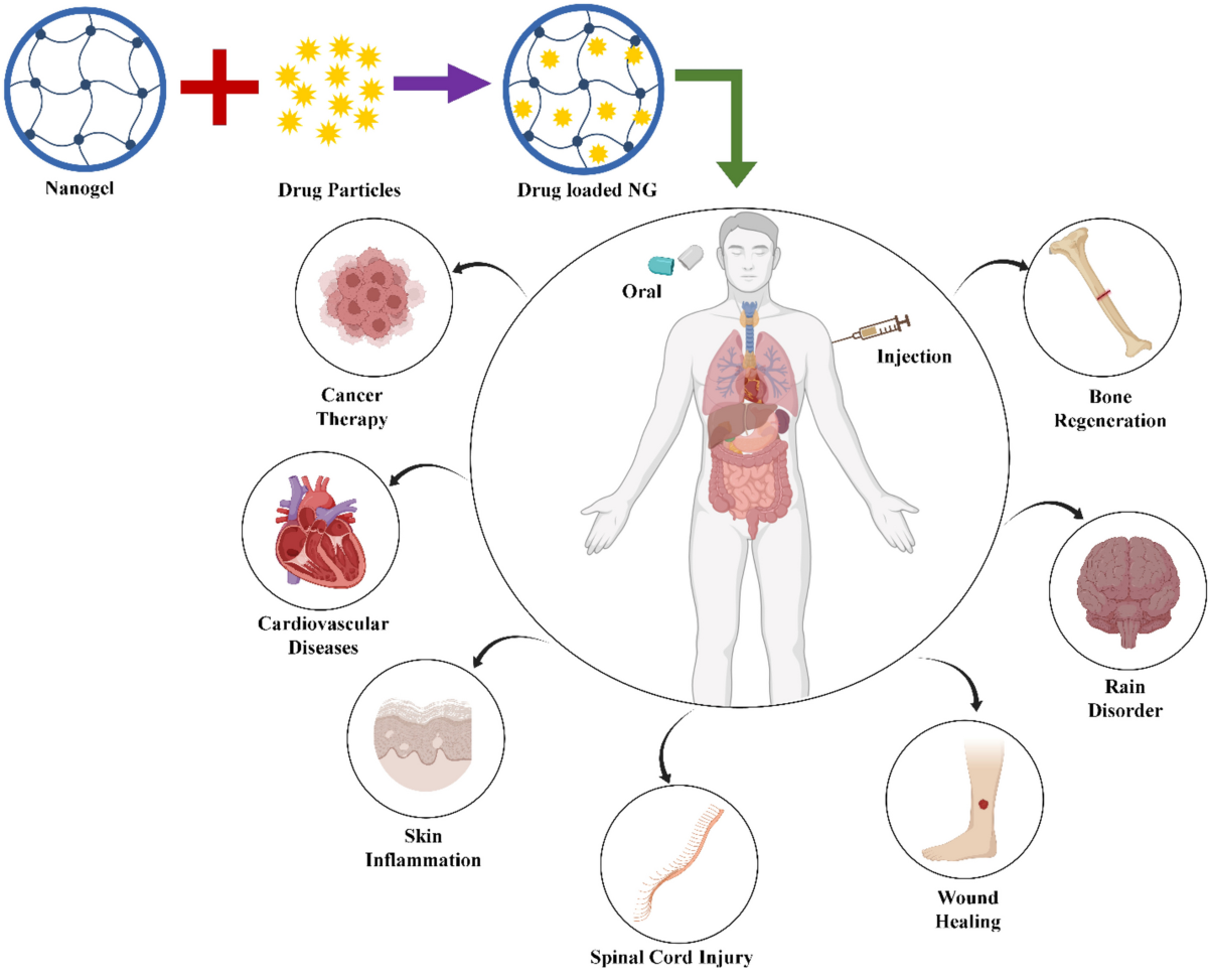 Nanogel: A versatile drug delivery system for the treatment of various diseases and their future perspective | Drug Delivery and Translational Research | Springer Nature Link Nanogel: A versatile drug delivery system for the treatment of various diseases and their future perspective | Drug Delivery and Translational Research | Springer Nature Link