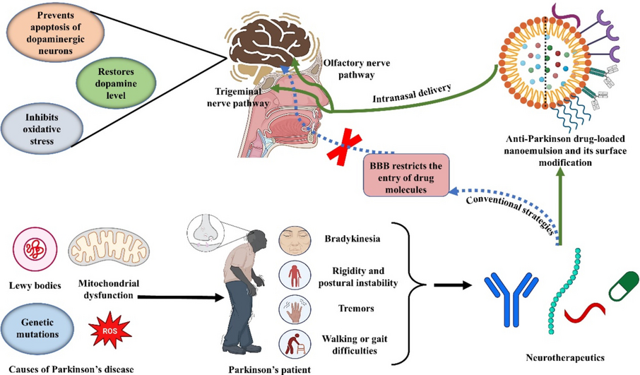 central nervous system uptake of intranasal glutathione in parkinson's disease Revolutionizing Parkinson's treatment: Harnessing the potential of  intranasal nanoemulsions for targeted therapy | Drug Delivery and  Translational Research