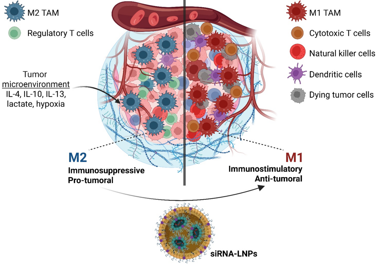 Khối u có thể “thuần hóa” tế bào miễn dịch để bảo vệ mình: Nanoparticle mới muốn biến những tế bào đó thành kẻ chống lại ung thư