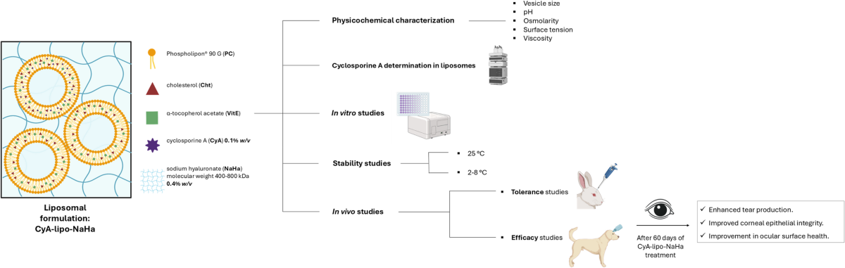 lipo c dosage chart for weight loss A liposomal formulation of cyclosporine a shows promising results in  treating symptoms of moderate to severe dry eye disease in dogs | Drug  Delivery and Translational Research