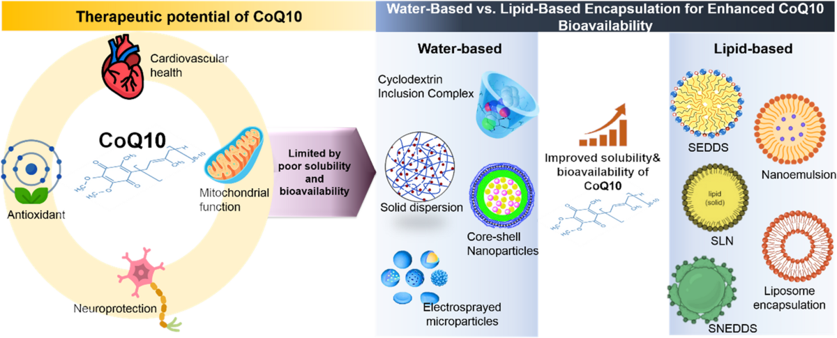 Comparative review of translational approaches in lipid-based and  water-based encapsulation strategies for coenzyme Q10 | Drug Delivery and  Translational Research