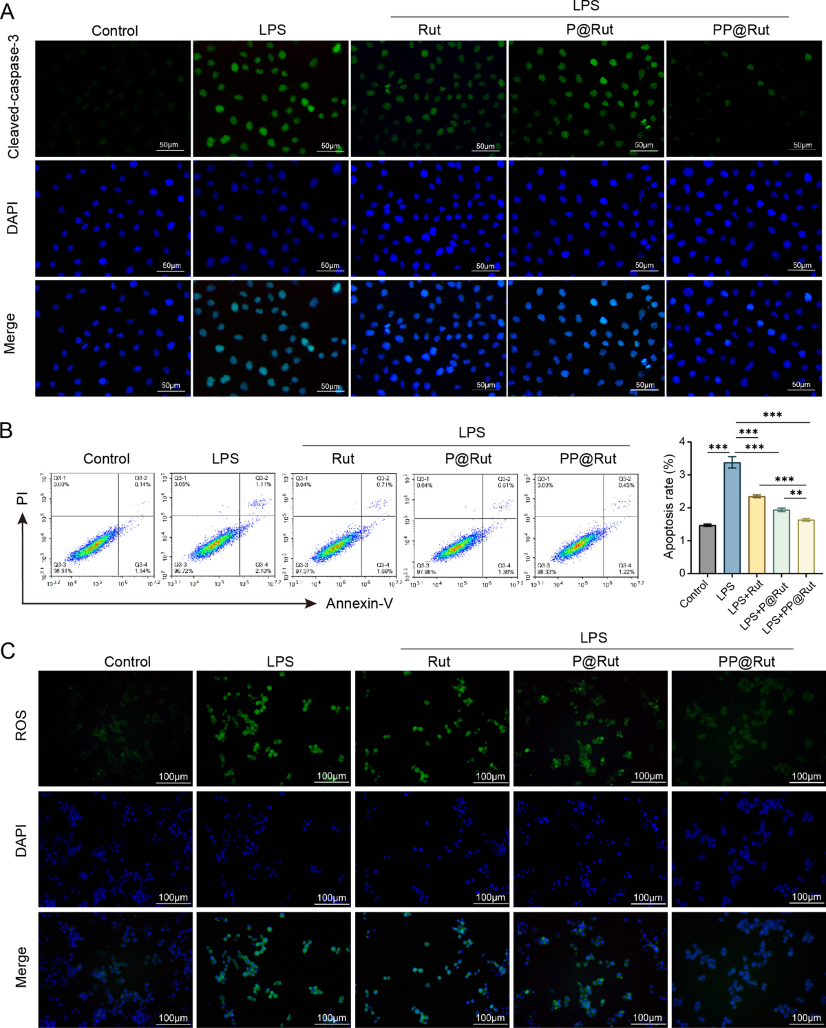 Bionic platelet membrane-coated rutin nanoparticles attenuate ulcerative  colitis by suppressing platelet-mediated macrophage inflammation | Drug  Delivery and Translational Research