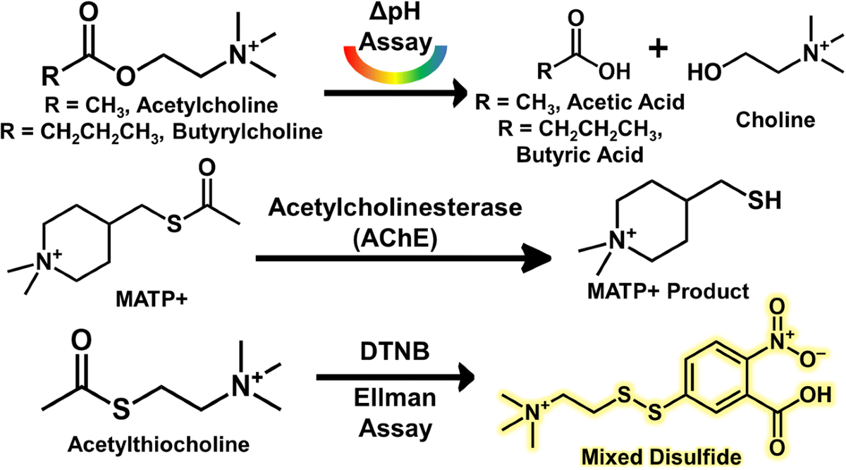 doe nac produce glutathione Effects of N-acetylcysteine, oral glutathione (GSH) and a novel sublingual  form of GSH on oxidative stress markers: A comparative crossover study