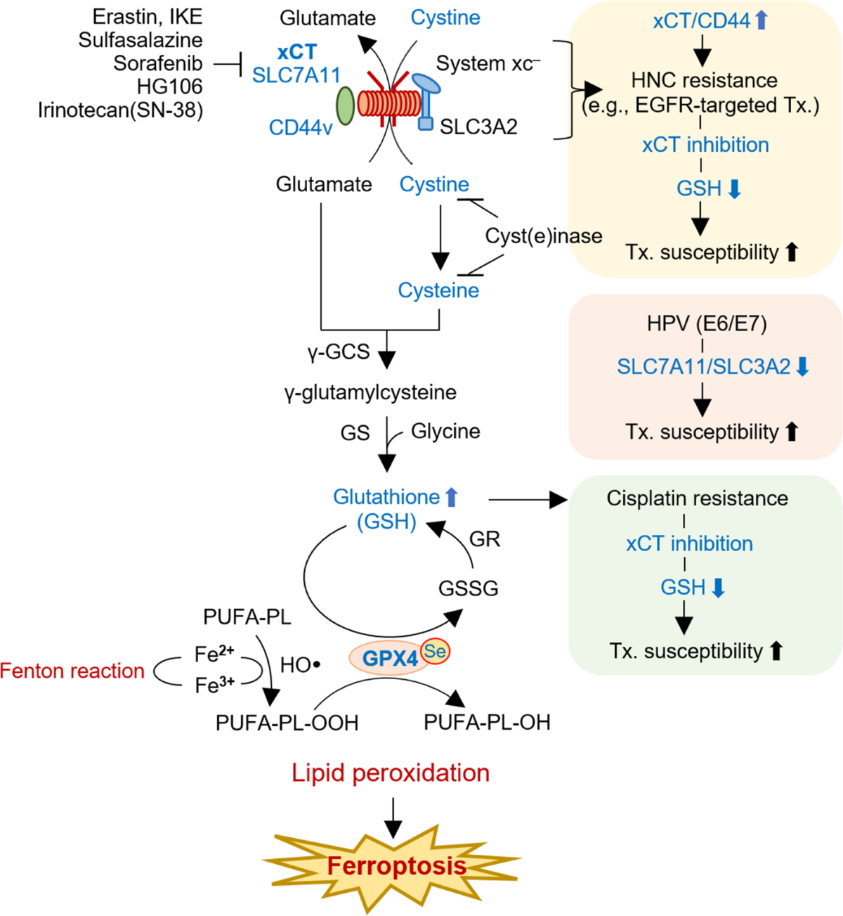 new me glutathione Can Glutathione-SR Support Energy and Detoxification in Long COVID and ME/CFS?