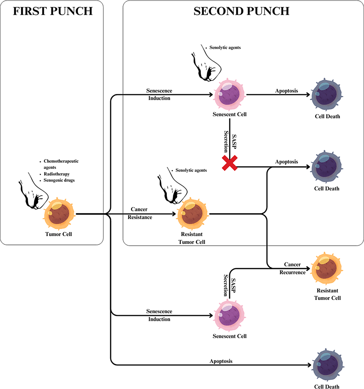 Senolytics: charting a new course or enhancing existing anti-tumor  therapies? | Cellular Oncology