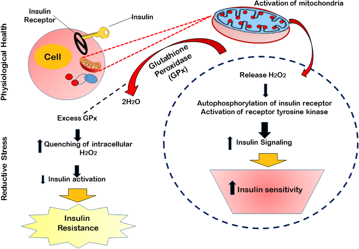 glutathione insulin resistance Interplay between NADH oxidation by complex I, glutathione redox state and  sirtuin-3, and its role in the development of insulin resistance main image 1