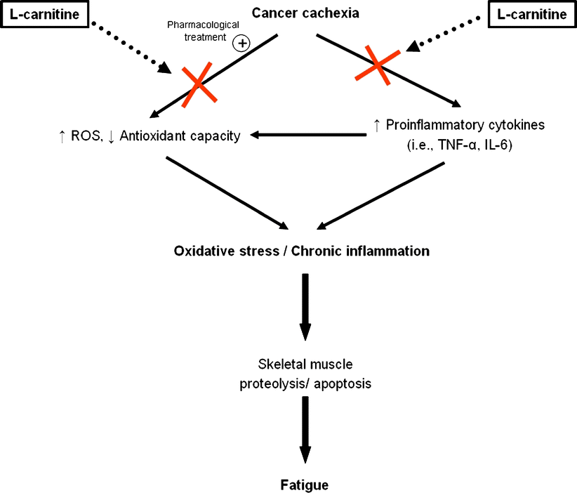l-carnitine and cancer cachexia: Clinical and experimental aspects |  Journal of Cachexia, Sarcopenia and Muscle | Springer Nature Link