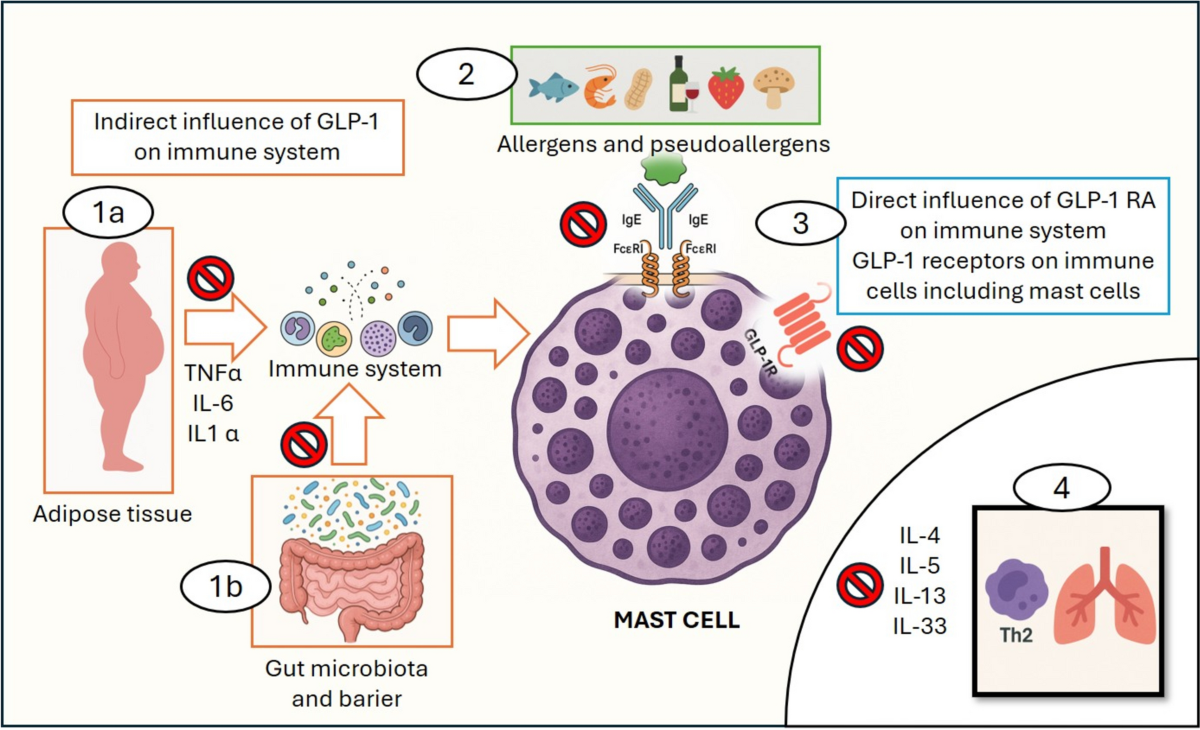 glp-1 digestive blockage attorney in michigan Ozempic, Zepbound and other glucagonlike peptide 1 (GLP-1) drugs have shown  sweeping health benefits—they can control blood sugar, manage body weight  and improve heart health. And last year GLP-1 drugs received U.S