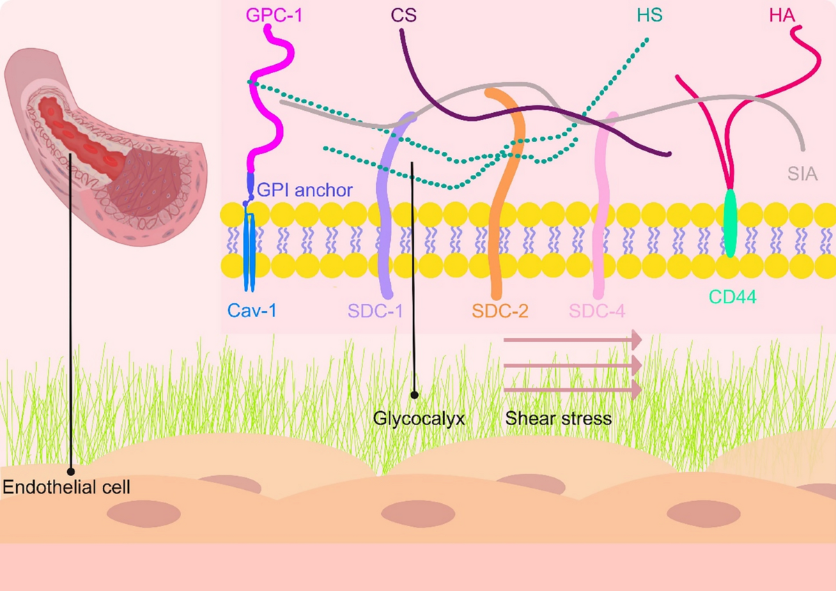The glycocalyx: a key target for treatment of severe acute pancreatitis-associated  multiple organ dysfunction syndrome | Human Cell | Springer Nature Link