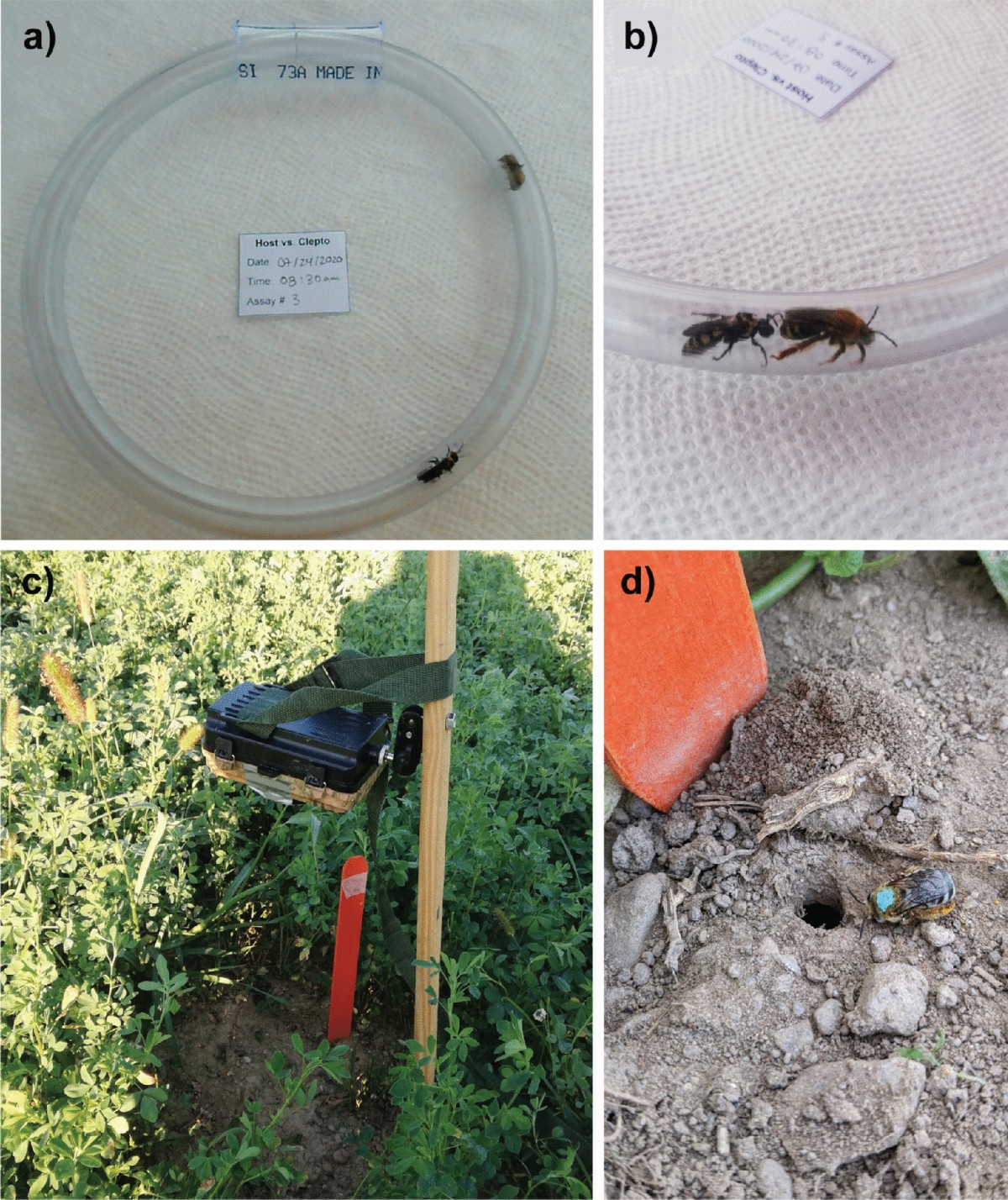 Host-parasite interactions between Xenoglossa pruinosa (Apidae: Eucerini)  and Triepeolus remigatus (Apidae: Epeolini) are characterized by tolerance  and avoidance | Apidologie | Springer Nature Link