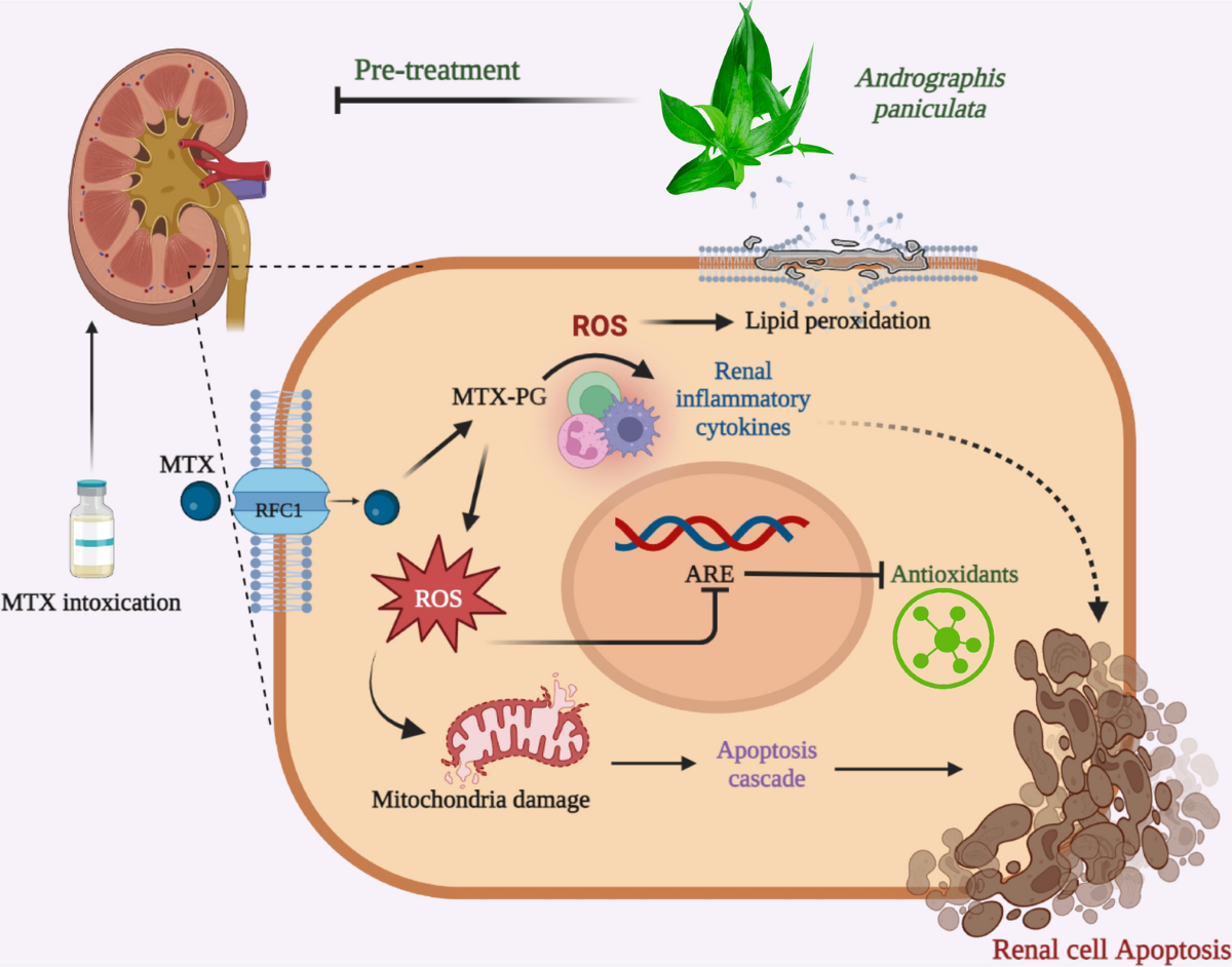 methotrexate glutathione supplementation Methotrexate-induced intestine and nephrotoxicity attenuated by  Andrographis paniculata via ameliorating oxidative stress, inflammation and  apoptosis | Advances in Traditional Medicine
