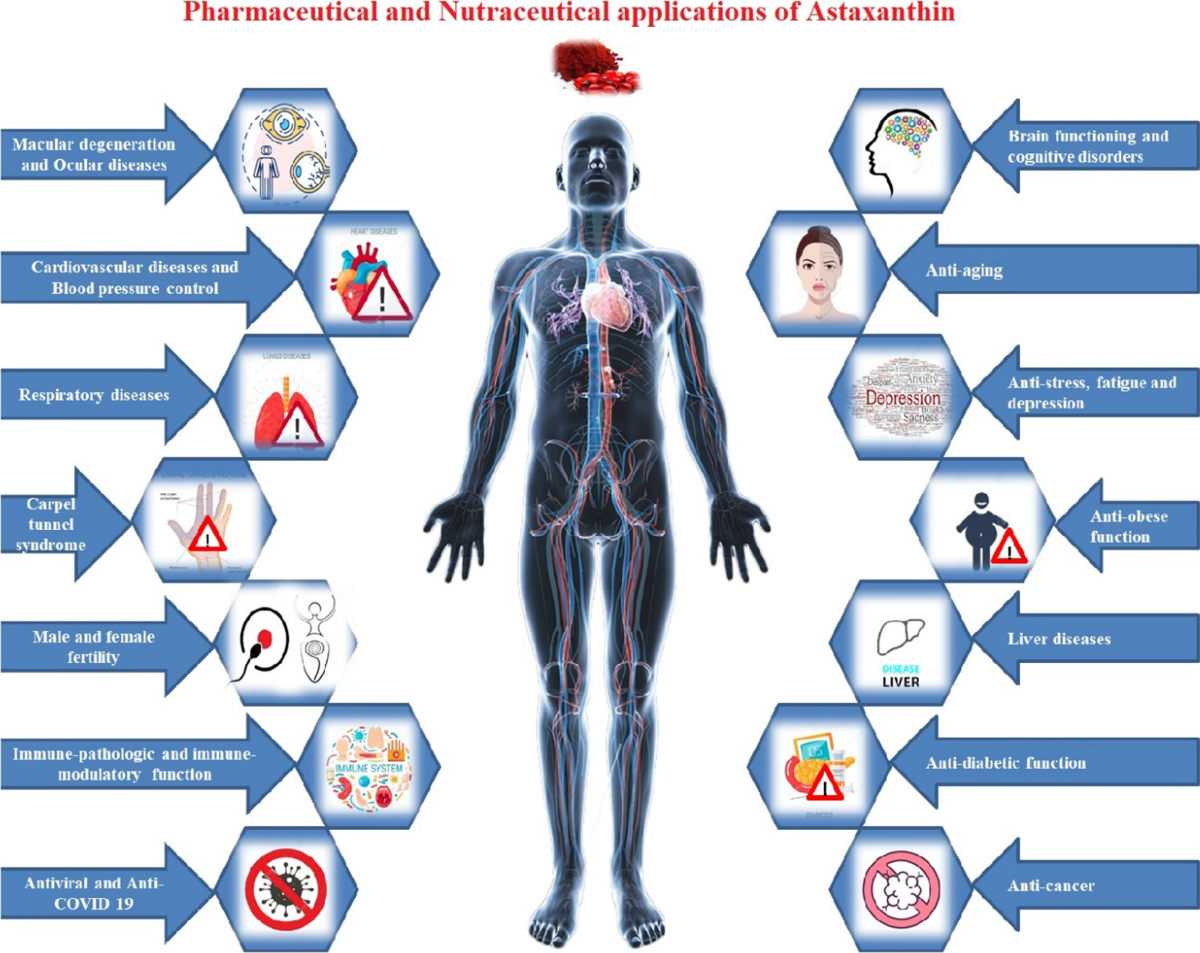 glutathione astaxanthin lutein and zeaxanthin uses Pharmaceutical and nutraceutical potential of natural bioactive pigment:  astaxanthin | Natural Products and Bioprospecting