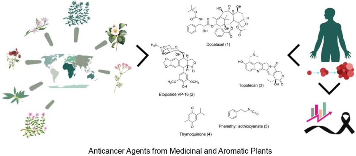 Natural anticancer agents: prospection of medicinal and aromatic plants in modern chemoprevention and chemotherapy | Natural Products and Bioprospecting