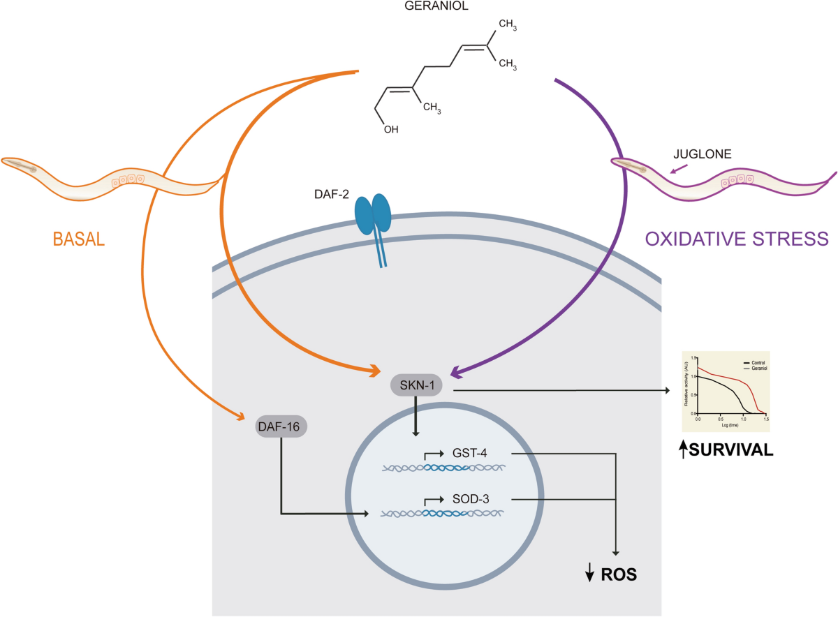 glutathione stress tolerance elegans Natural monoterpenoid geraniol promotes antioxidant defense and via SKN-1/Nrf2 activation in Caenorhabditis | Natural Products and Bioprospecting Nutrifactor Glutazon 500mg 30