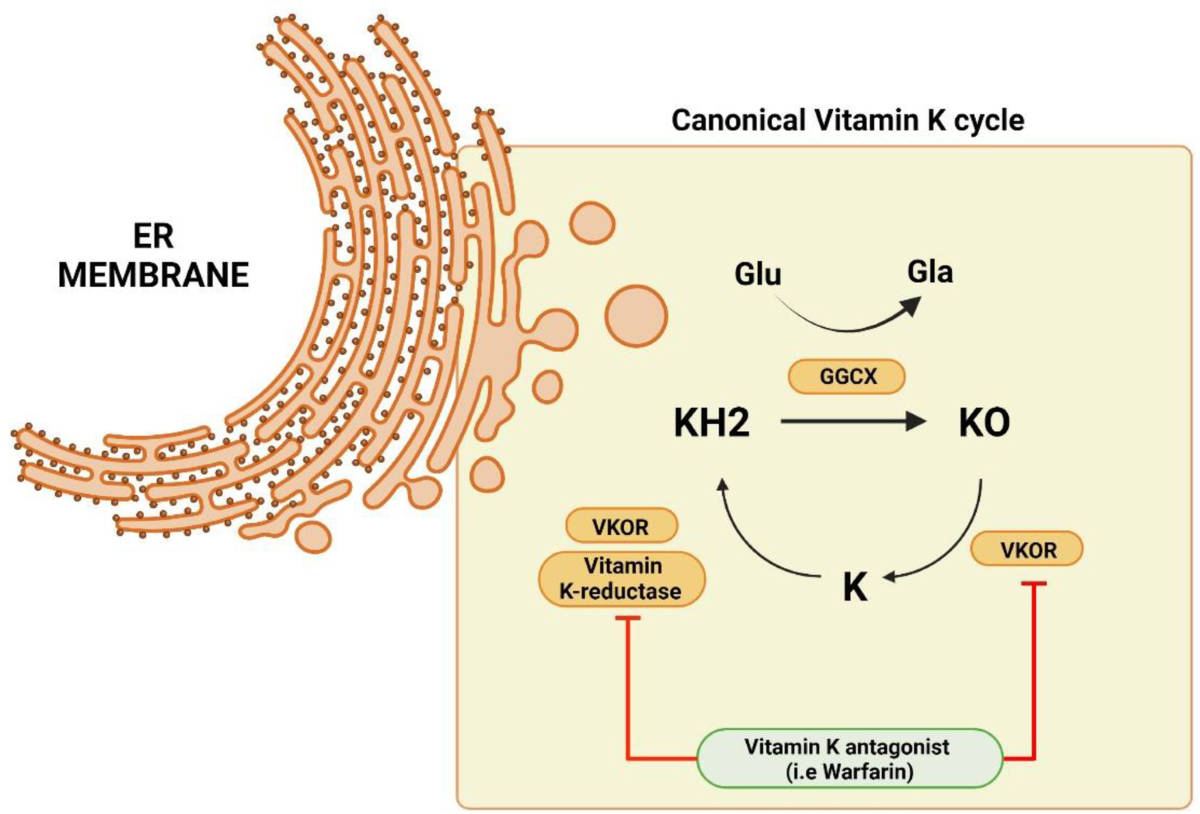 Dysbiosis in Patients with Chronic Kidney Disease: Let Us Talk ...
